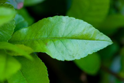 Pyracantha coccinea hlohyně ohnivá - list